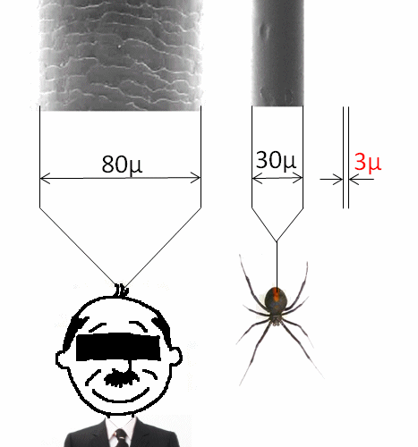 髪の毛の太さ、クモの糸と3ミクロンの比較